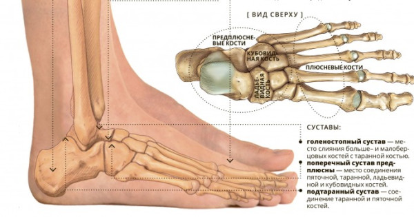 Суставы стопы фото